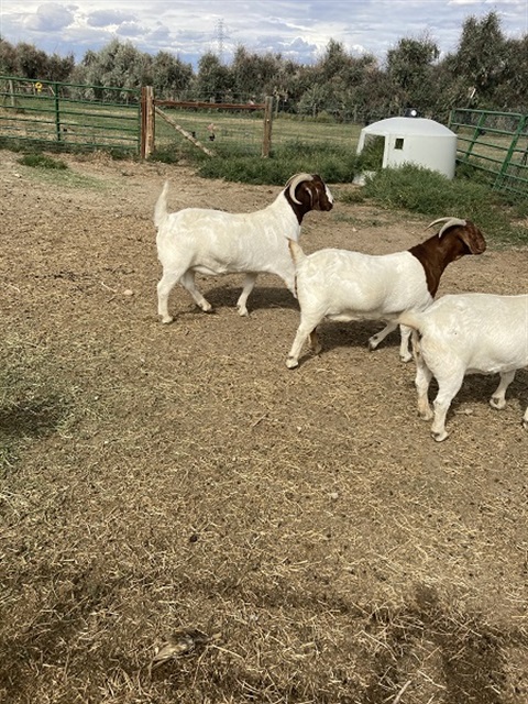 Goats2WEB.jpg